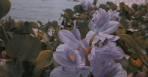 Featured image for What Age Is Flowers in the Attic Book Appropriate For 2026 Guide